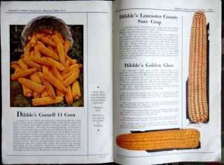 1934 Vintage Dibbles Seed Catalog enV Honeoye Falls NY
