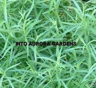 50 Tarragon Russian Herb Seeds Organic Cooking Garden