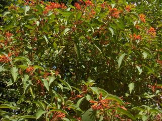   Scarlet Firebush Flower Plant Hummingbird Butterfly Perennial Bush