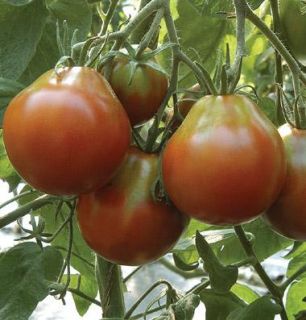 Tomato Black Truffle RARE Same Day Shipping Non Hybrid Heirloom Seeds
