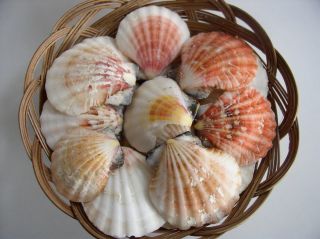 Sand Dollars Sea Shells in A 6 Wicker Basket Sea Biscuit Wholesale