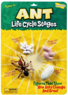 Ant Life Cycle Stages Grow Insect Lore Toy Model Larve Egg Pupa Age 4
