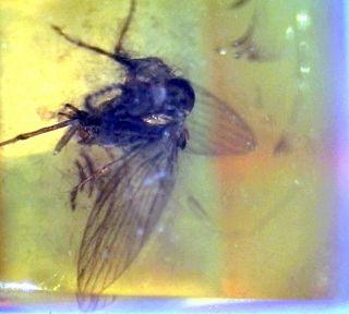 Fossil Fly in Genuine Baltic Amber Fossils Insects