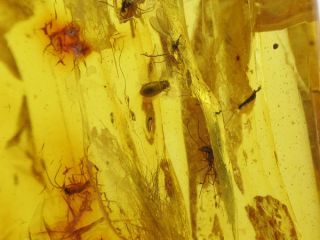 Mammalian Hair Strand 9 Insects in Baltic Amber