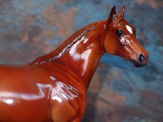 Peter Stone Willem ish Stock Horse Glossy