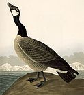  Color Paintings by John James Audubon The Birds of America