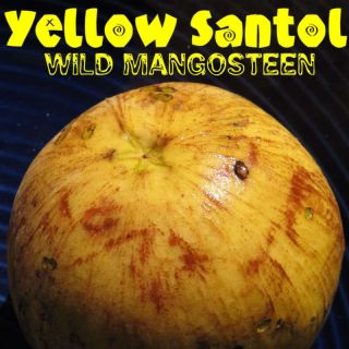 YELLOW SANTOL Wild Mangosteen Lolly Fruit Tree Sandoricum LIVE RARE