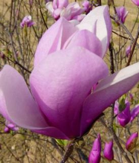 Dwarf Jane Magnolia Tree Gorgeous Purple Blooms L K