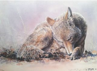 Janet Tarjan Erl Coyote Study Signed Numbered Limited Edition