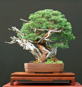 Chinese Juniper Excellent for Bonsai 10 Viable Seeds