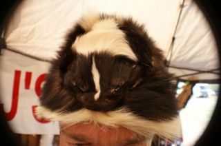 Skunk Hat Fresh American Fur Guaranteed 1 Quality