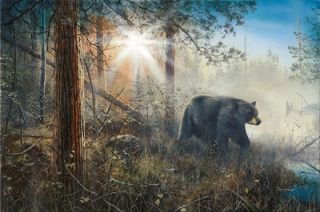 Jim Hansel Shadow in The Mist Black Bear