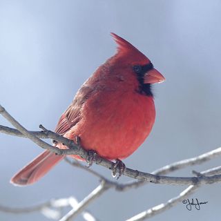 Male Cardinal Bird Wildlife Framed Picture Print Art