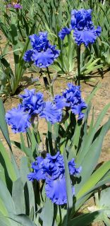  MERCHANT MARINE Iris BUBBLY BLUE RUFFLES 07 Perennial Plant Bulb