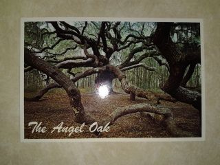 John's Island SC "The Angel Oak" Unused Postcard  