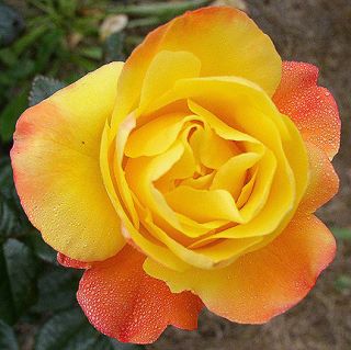 Rosa Judy Garland A Very Unusual Color Rose