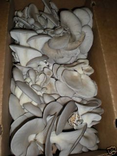 Fresh Kennett Square PA Oyster Mushrooms 2lbs
