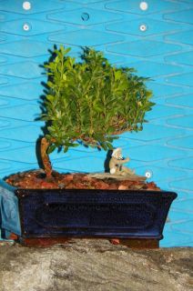 Dwarf Kingsville Boxwood Bonsai Tree