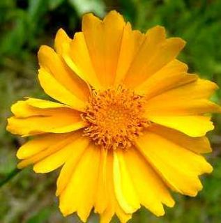 Spectacular Flowering Annuals Lance Leafed Coreopsis