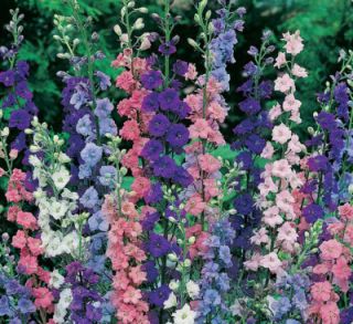 75 Annual Flower Garden Seeds Larkspur Giant Imperial Mix Old Timey
