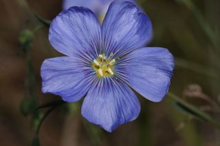 100 Blue Flax Linum Perenne Lewisii Flower Seeds Gift