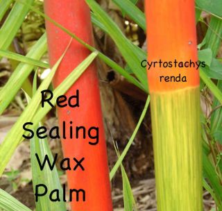 LIPSTICK PALM~ Cyrtostachys renda Red Sealing Wax Palm Tree Potted 16