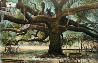 Vintage Postcard The Largest Live Oak Tree in Florida So Jacksonville