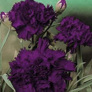 King of Blacks Carnation Seeds Gothic Garden Must Have