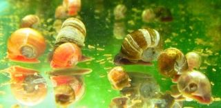 Ramshorn Snails Turtle Puffer Caryfish loach Live Fish Food