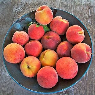 Belle of The South Peach Tree Seed
