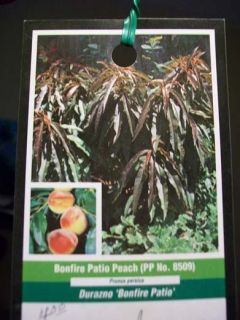 Bonfire Patio Peach Fruit Tree Plant Trees Now SHIP to All 50