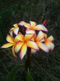 PLANT10 11 inches Cutting Exotic RARE Maui Hi Name Makawao