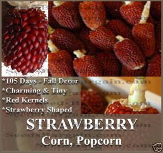 Corn Seeds Red Strawberry Popcorn Maize RARE