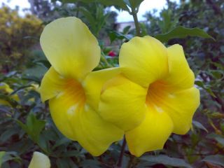Mandevilla Lutea Yellow Golden Brazilian Jasmine nice Color Vine
