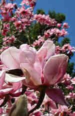 New Very Showy Magnolia Tulip Tree 7 Seeds RARE 1034