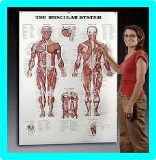 System Chart Anatomical Muscle Poster Massage Therapy Supplies