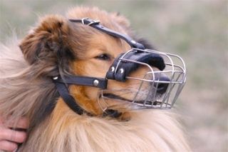 Dog Muzzle Bullmastiff American English Bull Mastiff