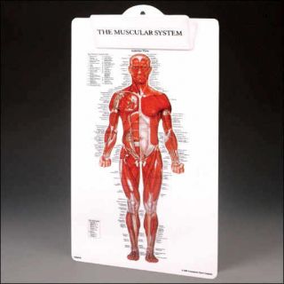 Massage Therapy Supplies Muscular Clip Board