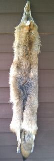 Tanned American 56 Brush Wolf Coyote w 4 ft Taxidermy Art Craft Cabin