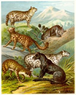 McLoughlins Chromo Animals 1886 A Lot of Wild Cats