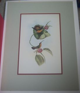 Original Print Hummingbird Glaucis Mazeppa Hermit Lithograph