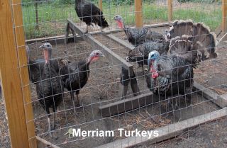 Merriam Turkeys Hatching Eggs