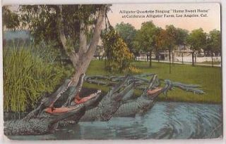 1910s Los Angeles CA Postcard Alligator Quartet Singing Home Sweet