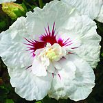 ROSE OF SHARON Hibiscu s Bali~semi doub le White with touch of Pink~20