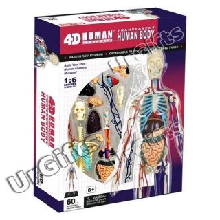 4D Puzzle Human Anatomy 3D Model Transparent Full Body Skeleton Torso