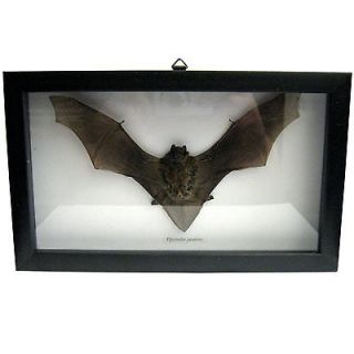 DRIED BAT! PRO MOUNTED & FRAMED in Black Frame & Glass! Ready 2 Hang