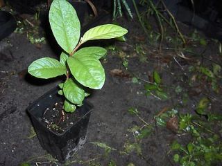 Potted Seedling Thai Vietnamese Giant Guava Tropical Fruit Tree Flower