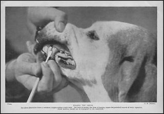 Veterinarian Cleaning Dogs Teeth, Vintage View, 1935