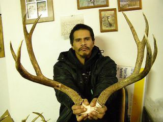 with extra bonus antlers MULE DEER antler deer taxidermy horns