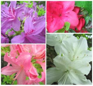 AZALEA HARDY MIXED COLORS Rhododendron SEEDS *EARLY SPRING BLOOMER